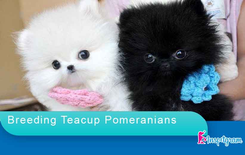 Breeding Teacup Pomeranians-inspetgram