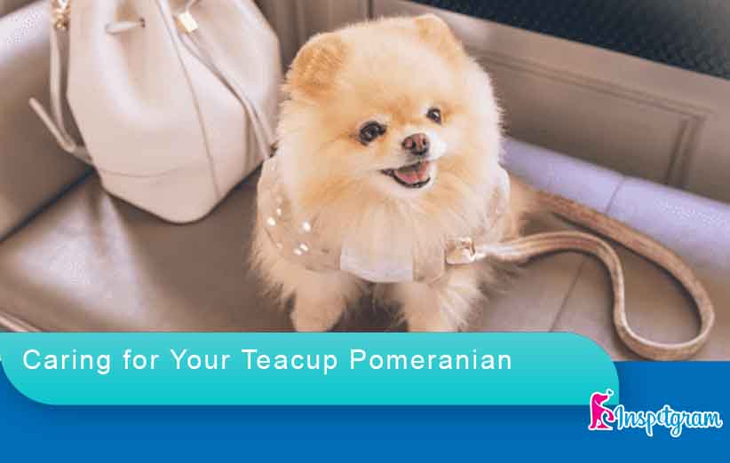 Caring for Your Teacup Pomeranian-inspetgram