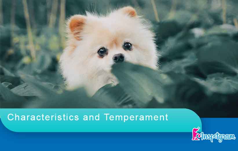 Characteristics and Temperament-inspetgram