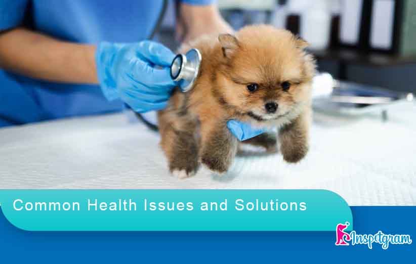 Common Health Issues and Solutions-inspetgram