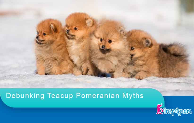 Debunking Teacup Pomeranian Myths-inspetgram