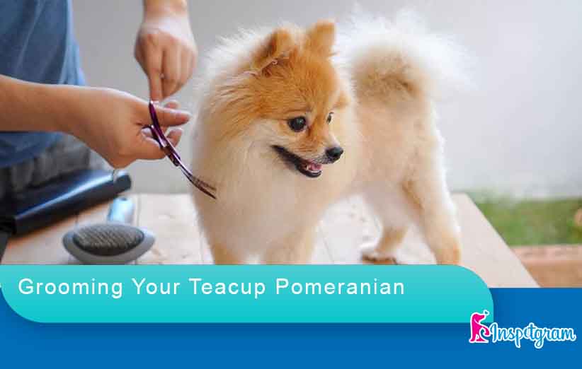Grooming Your Teacup Pomeranian-inspetgram