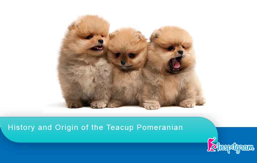History and Origin of the Teacup Pomeranian-inspetgram