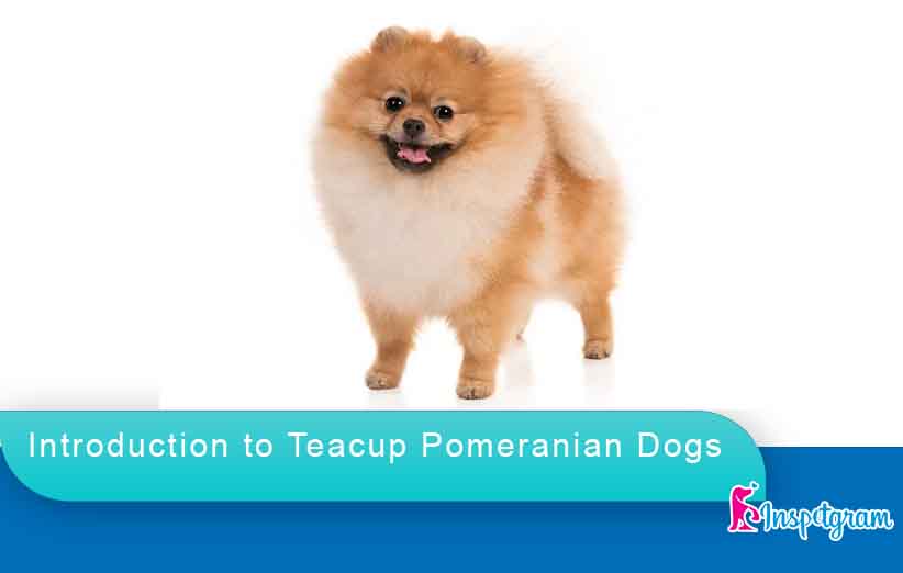 Introduction to Teacup Pomeranian Dogs-inspetgram