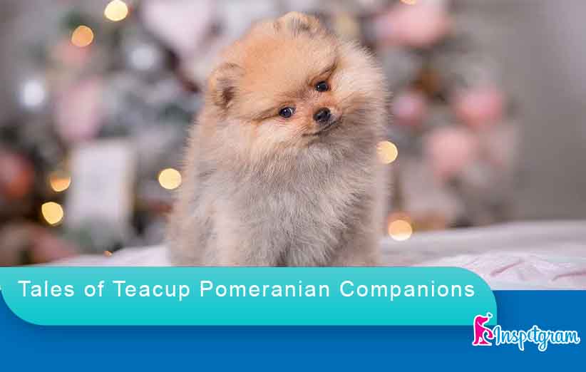 Tales of Teacup Pomeranian Companions-inspetgram