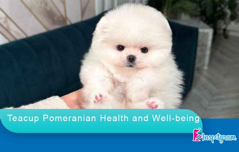 Teacup Pomeranian Health and Well-being-inspetgram