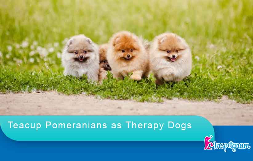 Teacup Pomeranians as Therapy Dogs-inspetgram