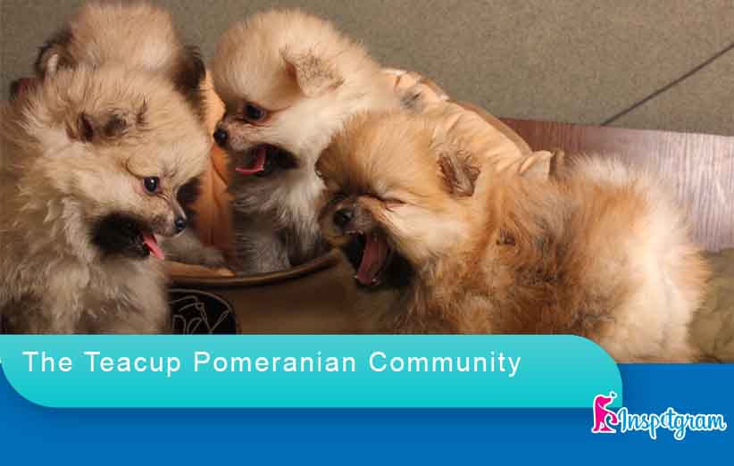The Teacup Pomeranian Community-inspetgram