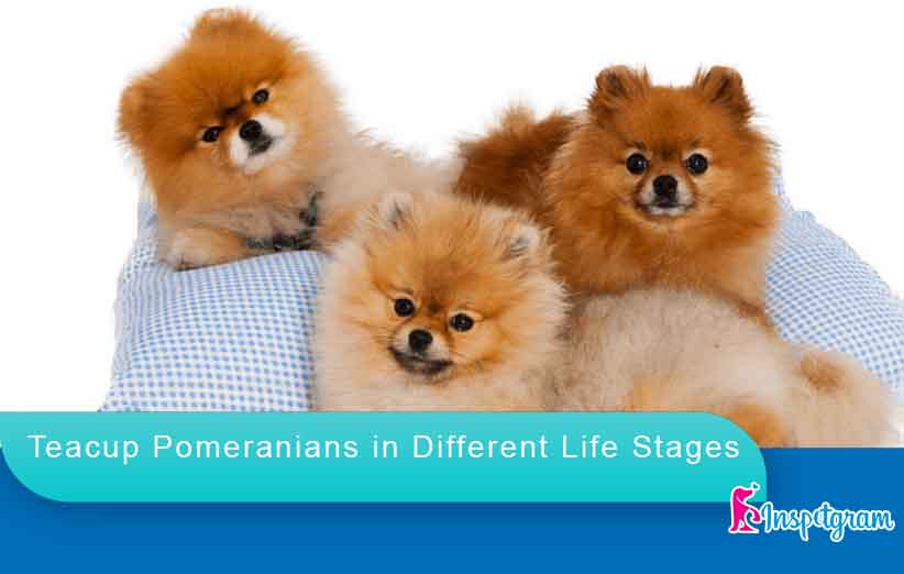 Teacup Pomeranians in Different Life Stages-inspetgram