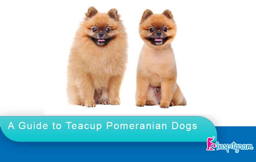 A Guide to Teacup Pomeranian Dogs-inspetgram